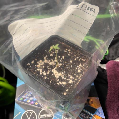 #20 - [Auto] Blueberry Crumble. Week 0