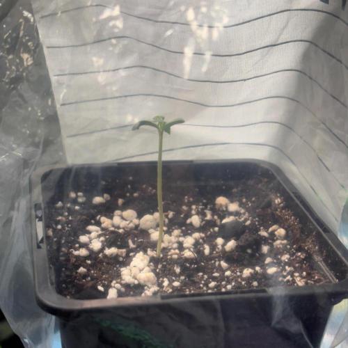 #20 - [Auto] Blueberry Crumble. Week 0