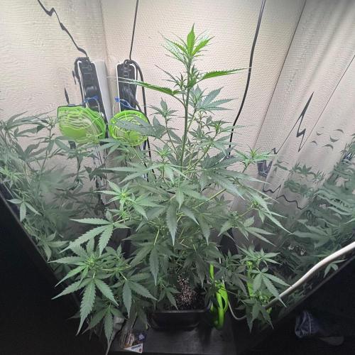 #19 - [Auto] London Poundcake. Week 5