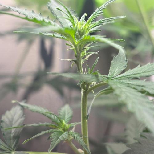 #19 - [Auto] London Poundcake. Week 5