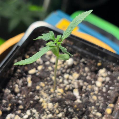 #20 - [Auto] Blueberry Crumble. Week 1