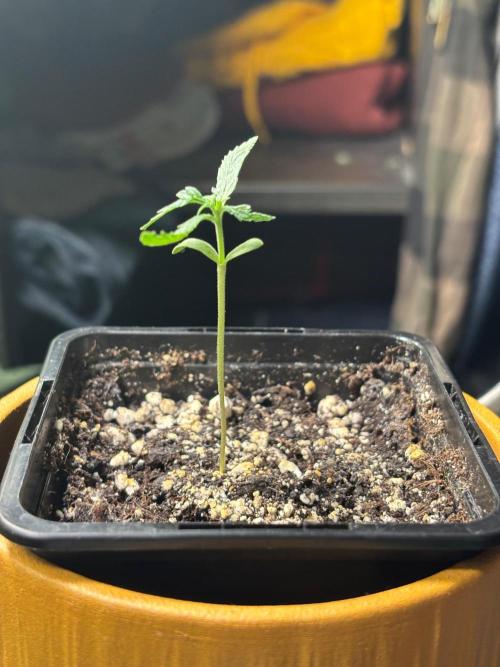 #20 - [Auto] Blueberry Crumble. Week 1