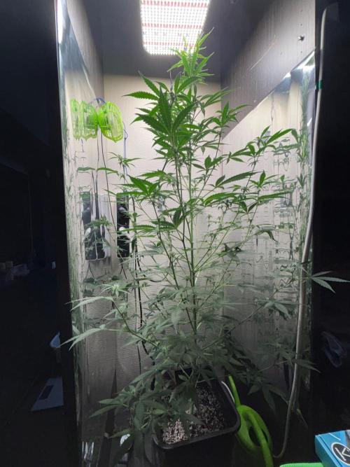 #19 - [Auto] London Poundcake. Week 6 - 10/09