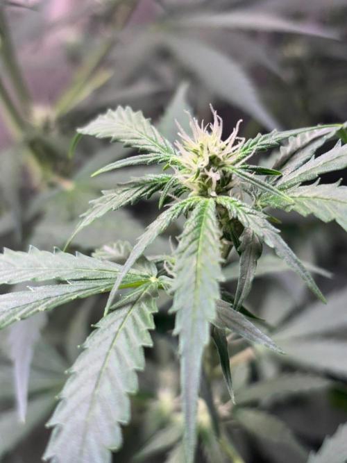 #19 - [Auto] London Poundcake. Week 6 - 10/09