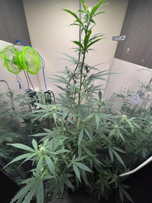 #19 - [Auto] London Poundcake. Week 6 - 10/09