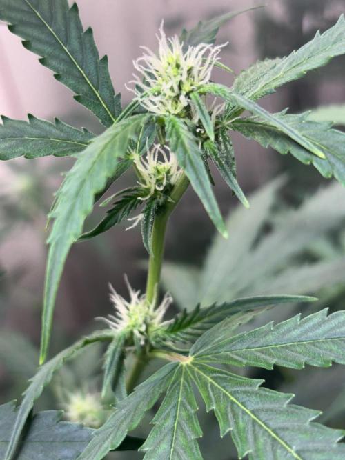 #19 - [Auto] London Poundcake. Week 6 - 10/09