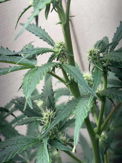 #19 - [Auto] London Poundcake. Week 6 - 10/09