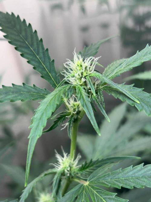 #19 - [Auto] London Poundcake. Week 6 - 10/09