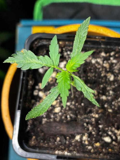 #20 - [Auto] Blueberry Crumble. Week 2