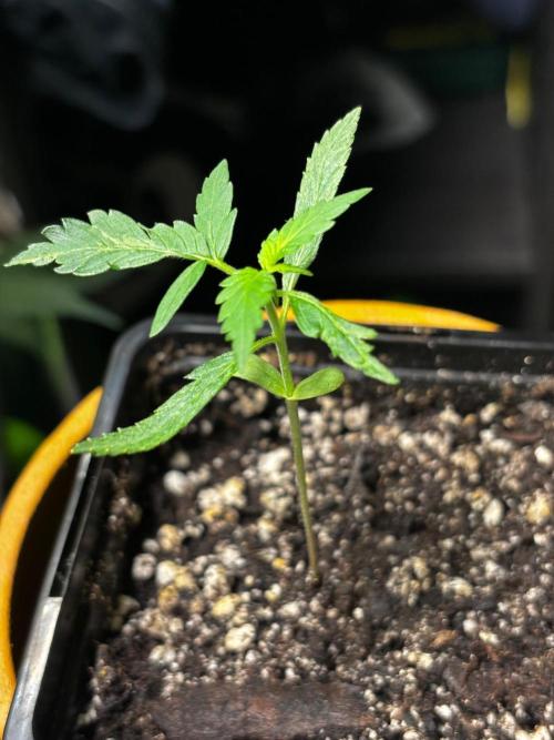 #20 - [Auto] Blueberry Crumble. Week 2