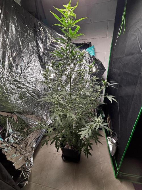 #19 - [Auto] London Poundcake. Week 7 - Tallest Auto plant I worked on