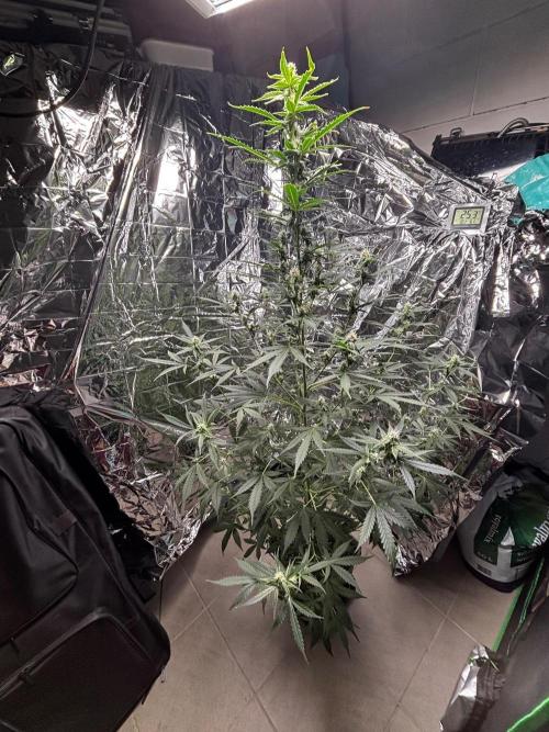 #19 - [Auto] London Poundcake. Week 7 - 17/09