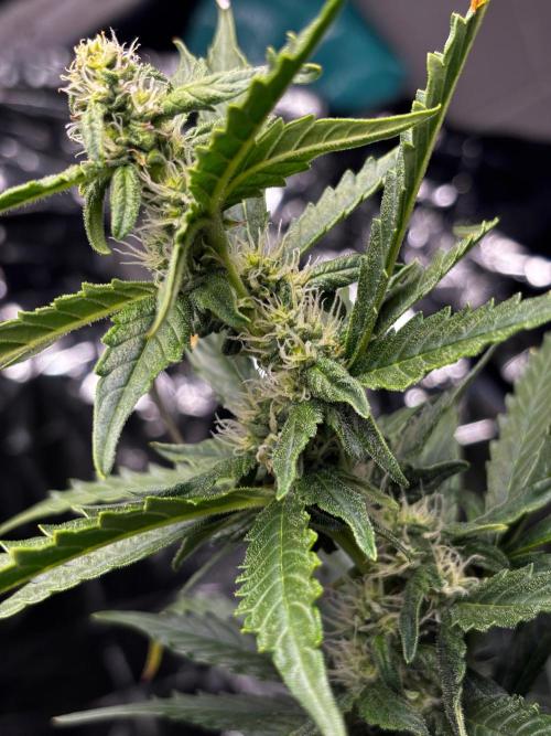 #19 - [Auto] London Poundcake. Week 7 - 17/09