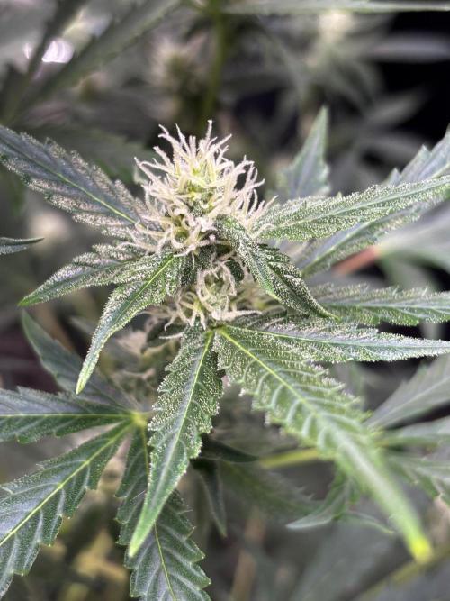 #19 - [Auto] London Poundcake. Week 7 - 17/09