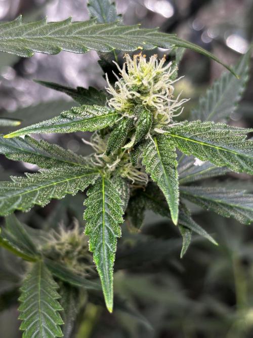 #19 - [Auto] London Poundcake. Week 7 - 17/09