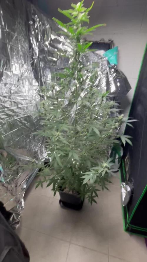 #19 - [Auto] London Poundcake