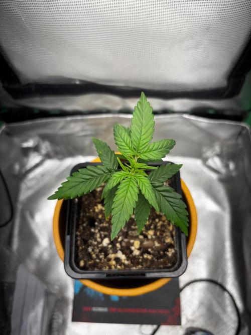 #20 - [Auto] Blueberry Crumble. Week 3