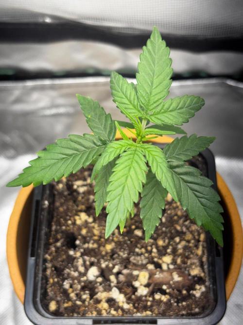#20 - [Auto] Blueberry Crumble. Week 3