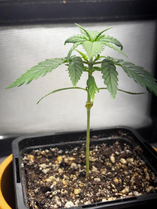 #20 - [Auto] Blueberry Crumble. Week 3