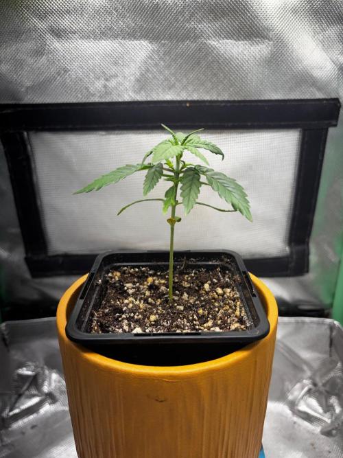 #20 - [Auto] Blueberry Crumble. Week 3