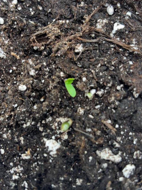 #21 - [Auto] Critical Cheese. Week 0