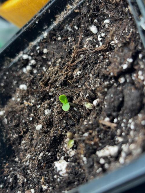 #21 - [Auto] Critical Cheese. Week 0