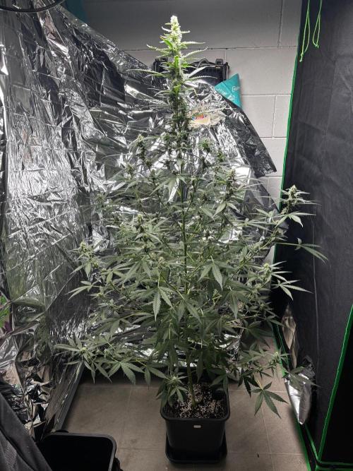 #19 - [Auto] London Poundcake. Week 8