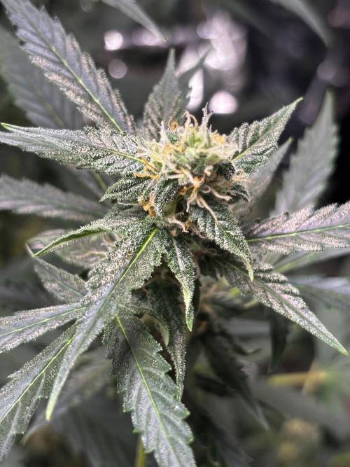 #19 - [Auto] London Poundcake. Week 8