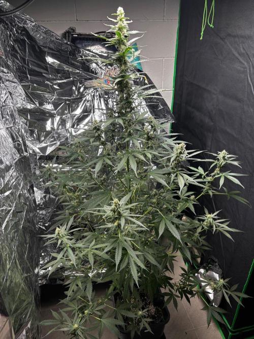 #19 - [Auto] London Poundcake. Week 8