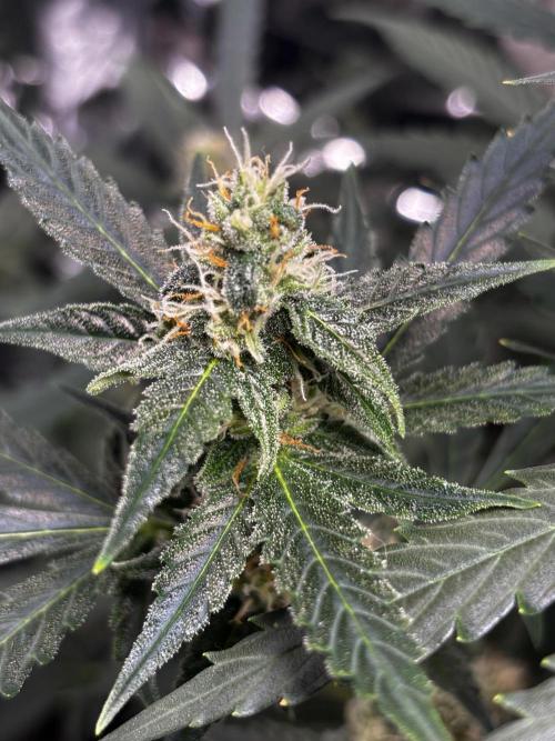 #19 - [Auto] London Poundcake. Week 8