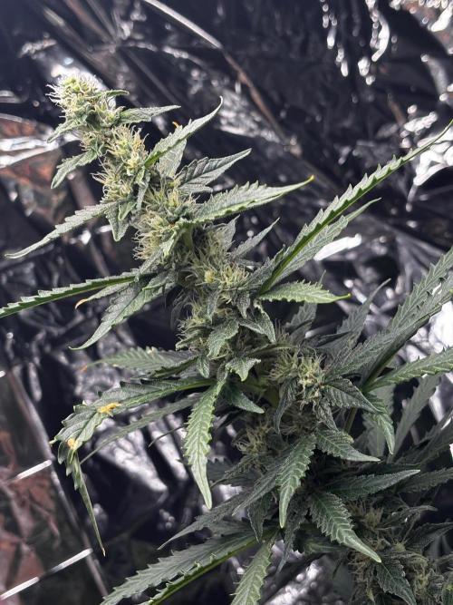 #19 - [Auto] London Poundcake. Week 8