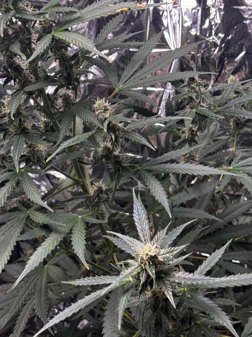 #19 - [Auto] London Poundcake. Week 8