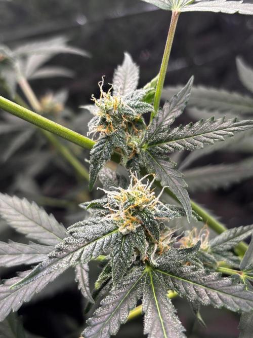#19 - [Auto] London Poundcake. Week 8
