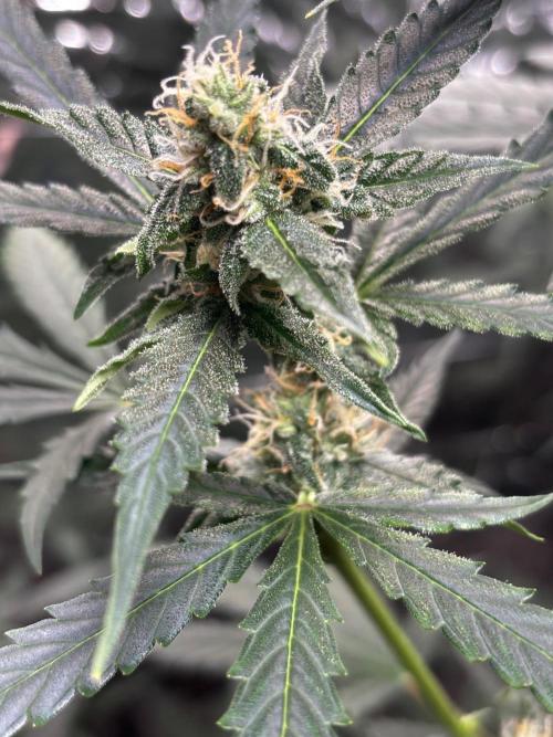 #19 - [Auto] London Poundcake. Week 8