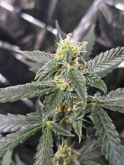 #19 - [Auto] London Poundcake. Week 8