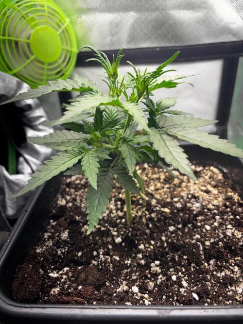 #20 - [Auto] Blueberry Crumble. Week 4