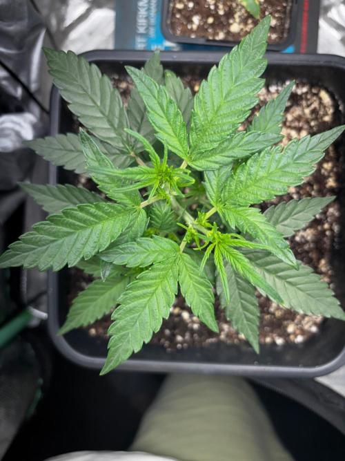 #20 - [Auto] Blueberry Crumble. Week 4