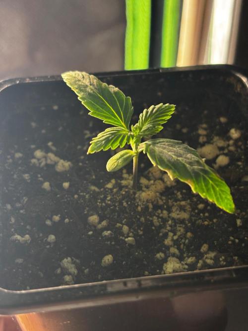 #21 - [Auto] Critical Cheese. Week 1