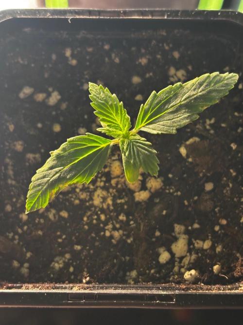 #21 - [Auto] Critical Cheese. Week 1