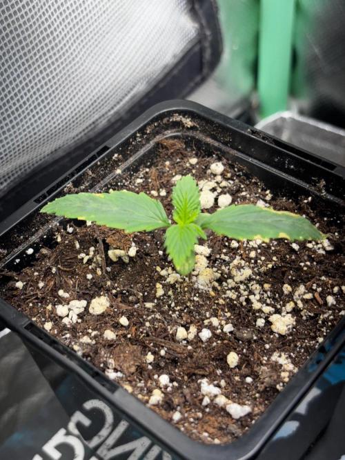 CR600 (600W). Week 1