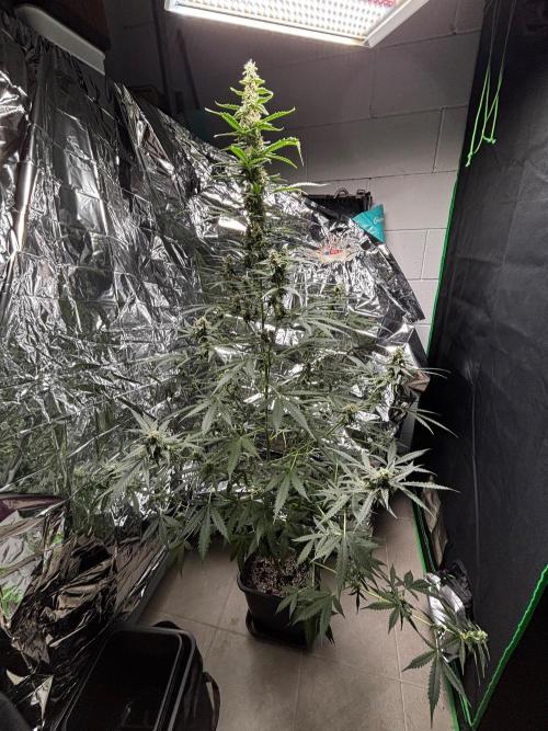 #19 - [Auto] London Poundcake. Week 9
