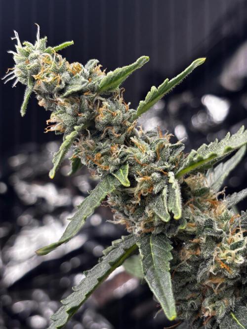 #19 - [Auto] London Poundcake. Week 9
