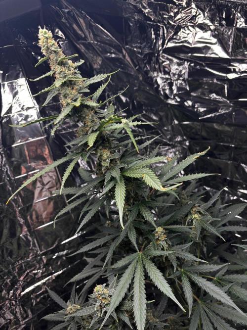 #19 - [Auto] London Poundcake. Week 9