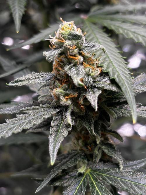 #19 - [Auto] London Poundcake. Week 9