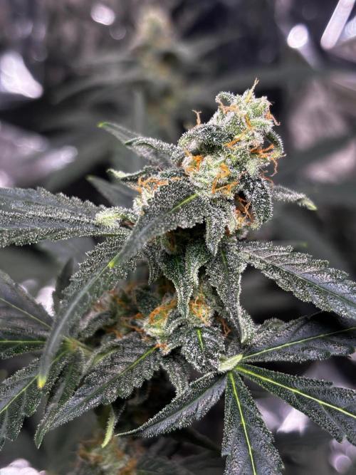 #19 - [Auto] London Poundcake. Week 9
