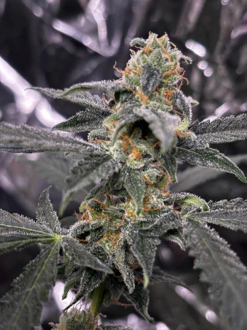 #19 - [Auto] London Poundcake. Week 9