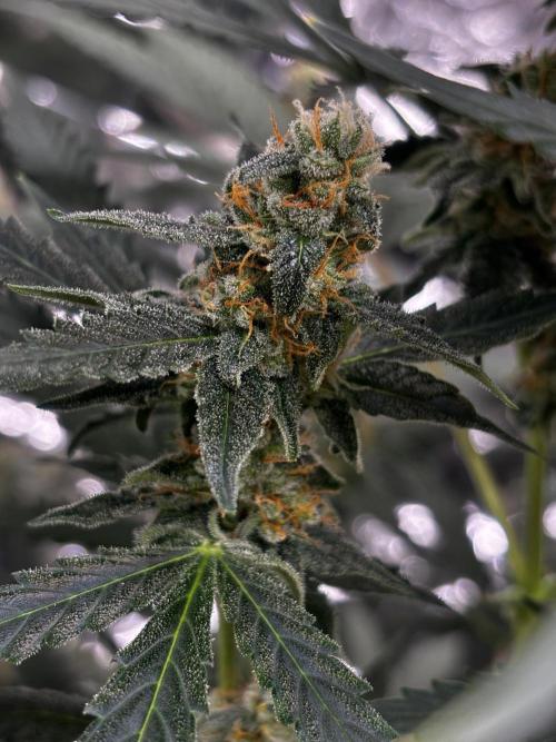 #19 - [Auto] London Poundcake. Week 9