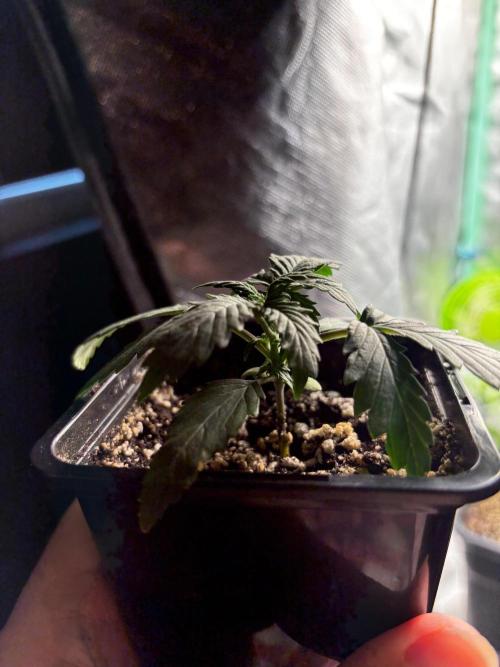 #21 - [Auto] Critical Cheese. Week 2 - 08/10