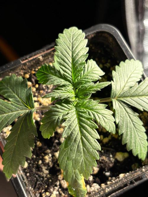#21 - [Auto] Critical Cheese. Week 2 - 08/10