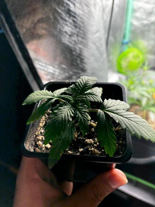 #21 - [Auto] Critical Cheese. Week 2 - 08/10